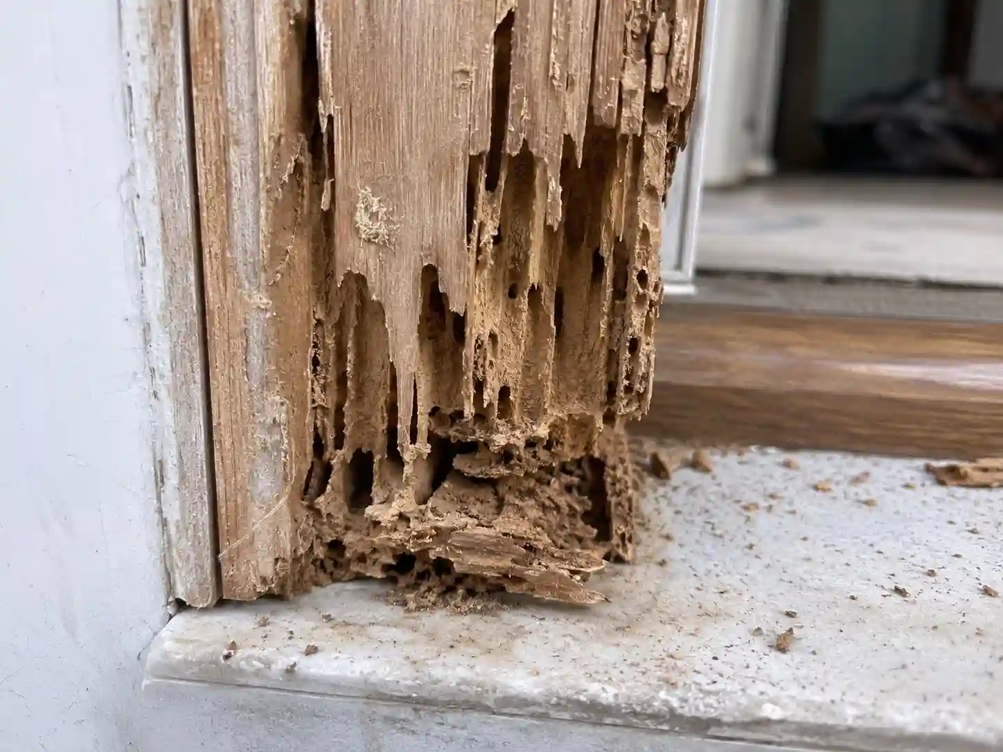Anaheim drywood termite damage and pellets near wood window trim and eaves