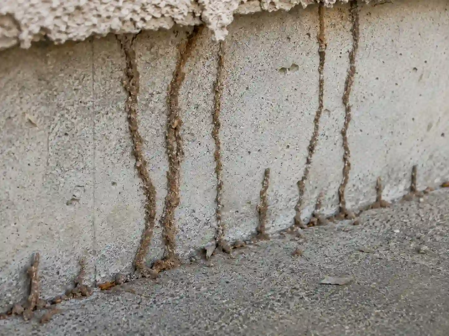 Inspector checking slab edges for subterranean termite mud tubes in Anaheim